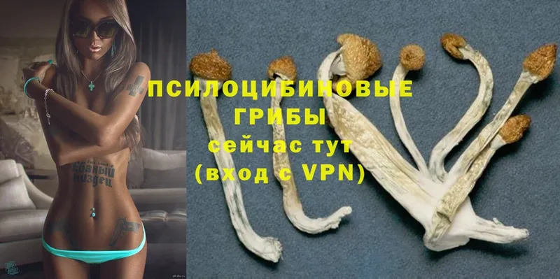 Галлюциногенные грибы Psilocybe  Луза 